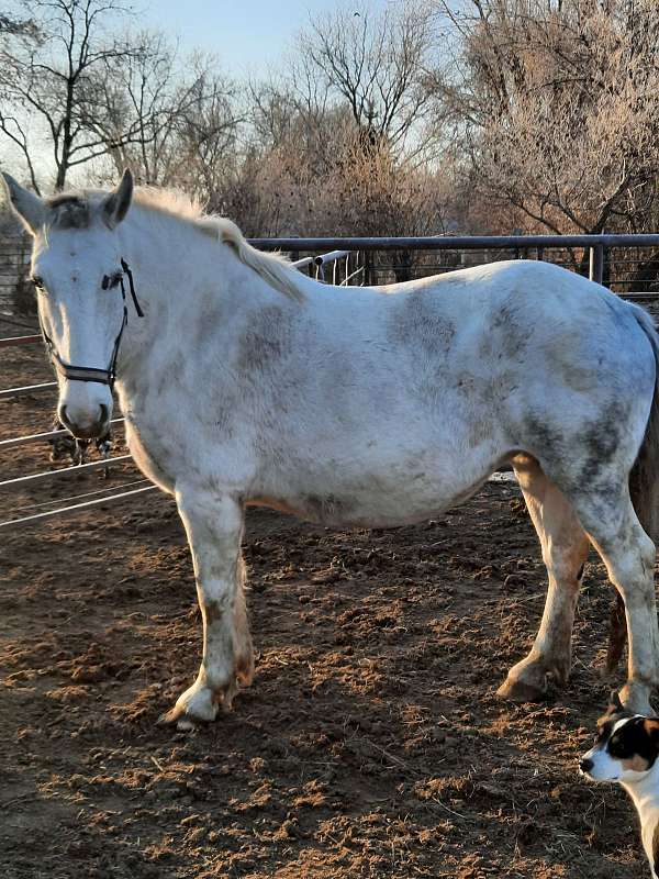 percheron-mare