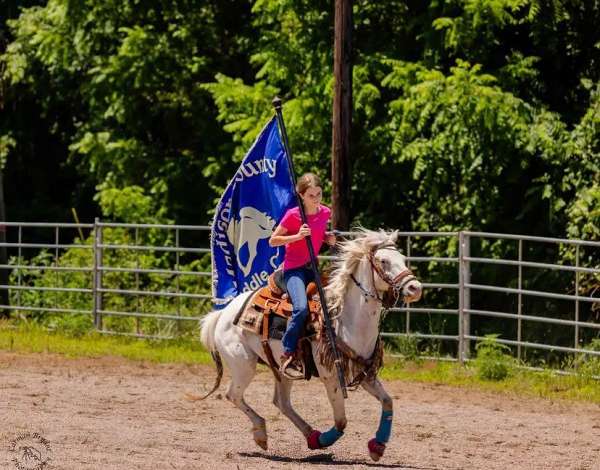 13-hand-pony-gelding