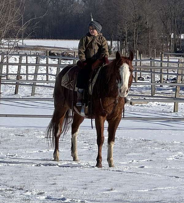 beginner-quarter-horse