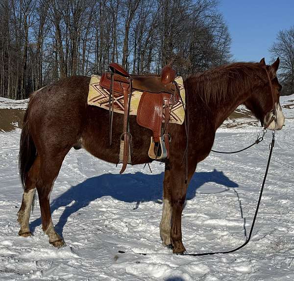 trail-quarter-horse