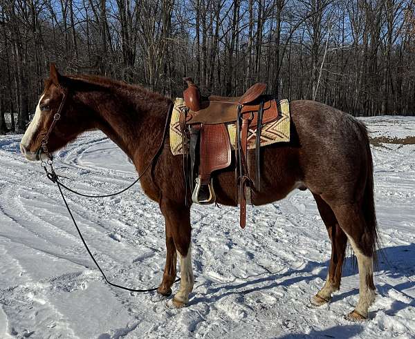 trail-riding-quarter-horse