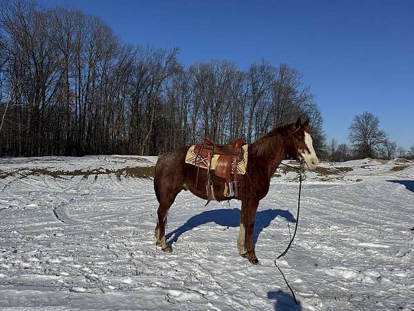 red-roan-quarter-horse-gelding