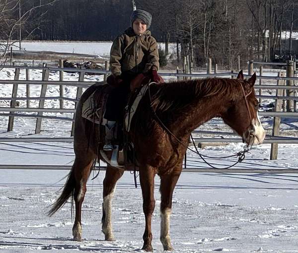 red-roan-beginner-horse