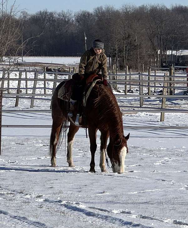 red-roan-trail-horse