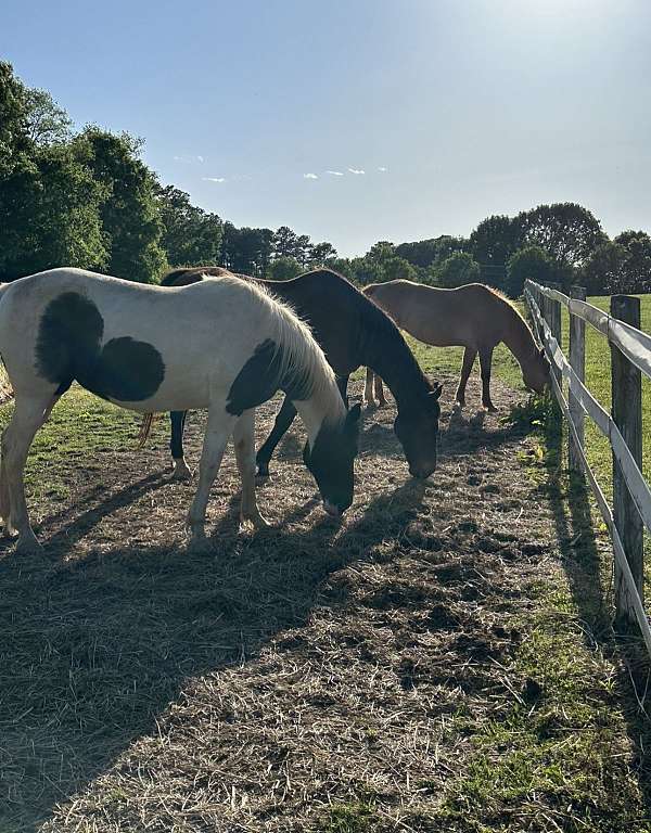 project-racking-spotted-horse