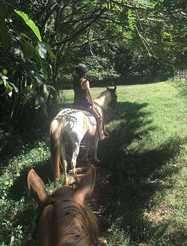 15-hand-spotted-saddle-horse