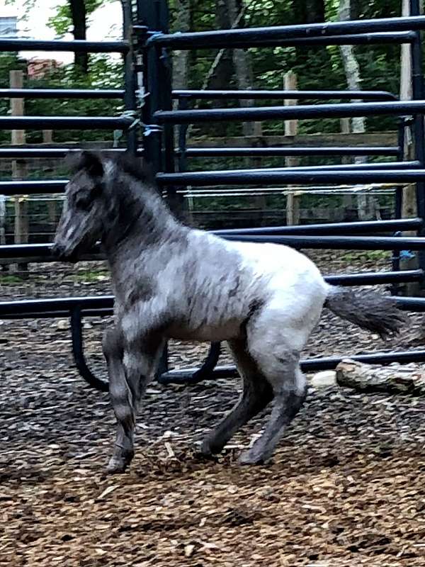 navajo-miniature-horse