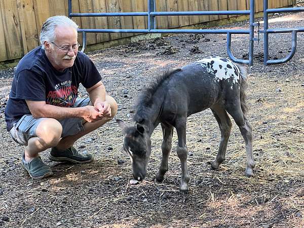 payment-miniature-horse