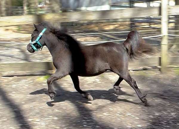 waste-miniature-horse