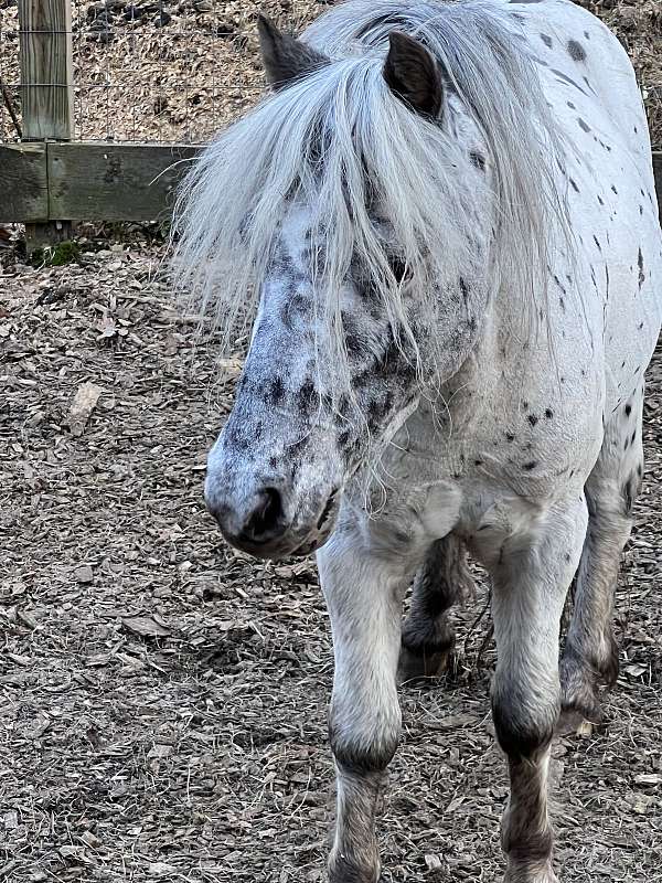 good-for-farrier-stallion