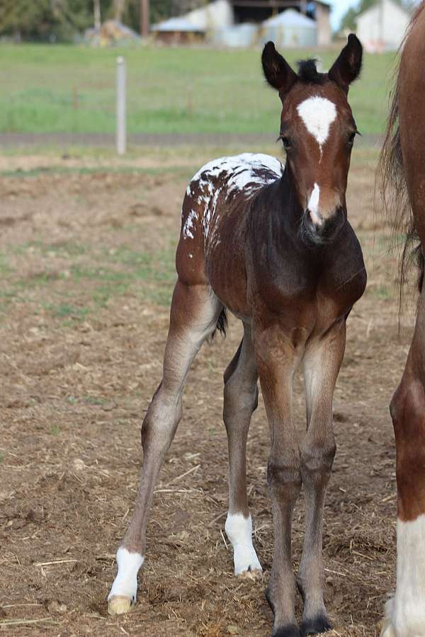 ranch-ve-appaloosa-horse