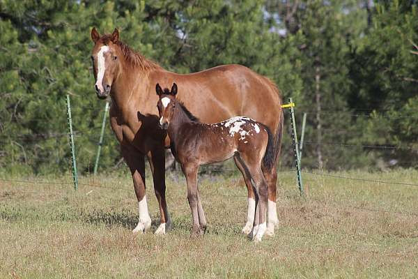 bay-ranch-ve-horse