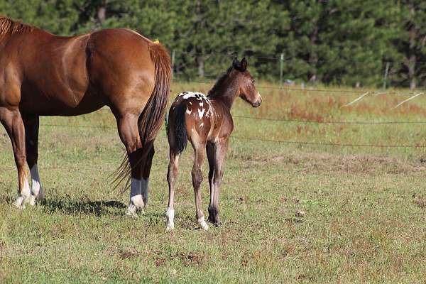 ranch-ve-filly