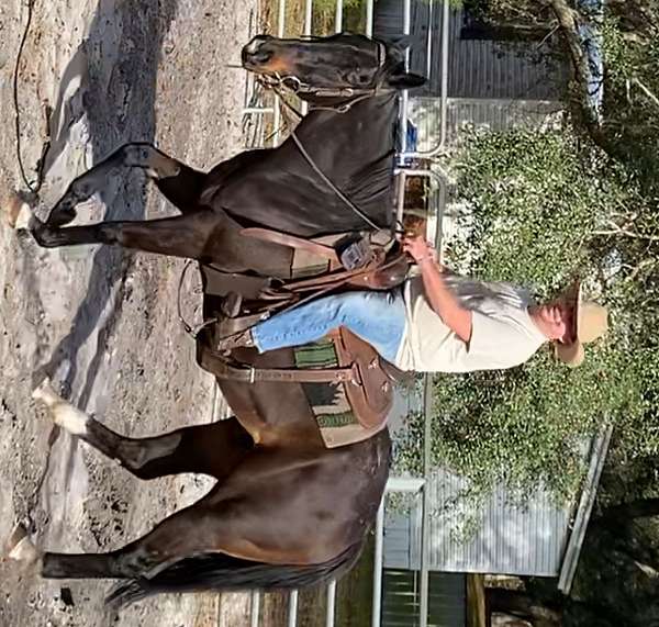 black-gelding-for-sale