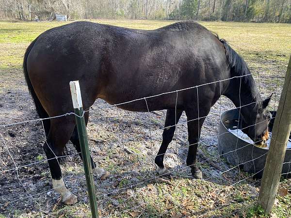 16-hand-thoroughbred-gelding