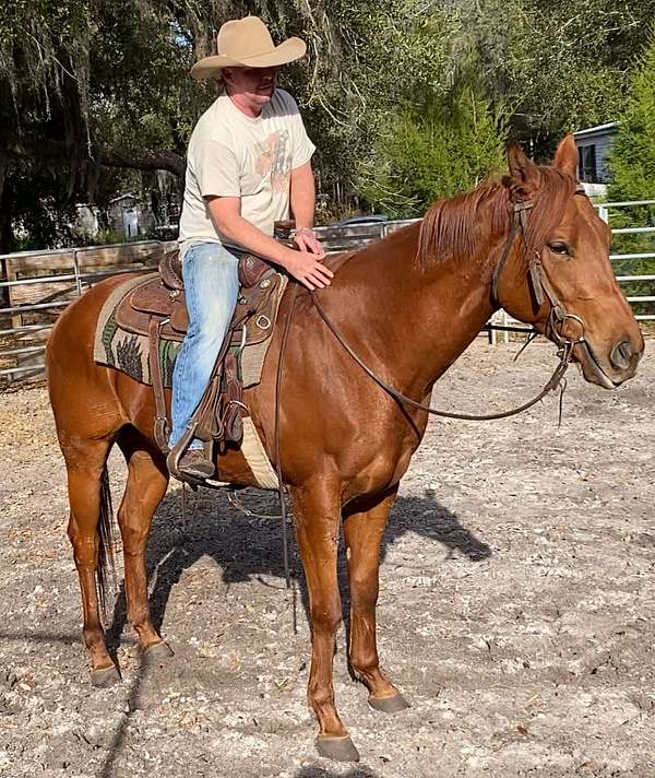 sorrel-gelding-for-sale