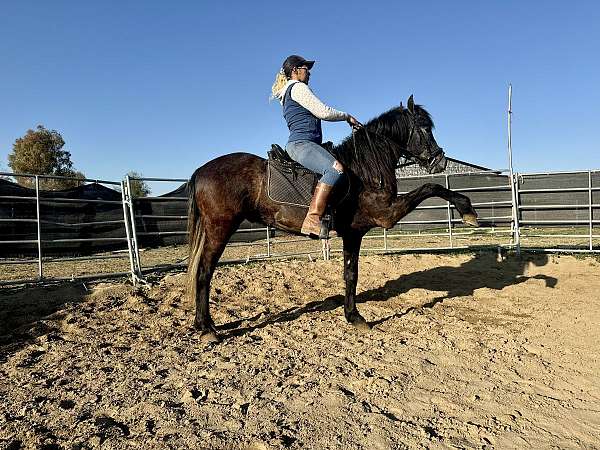 andalusian-stallion