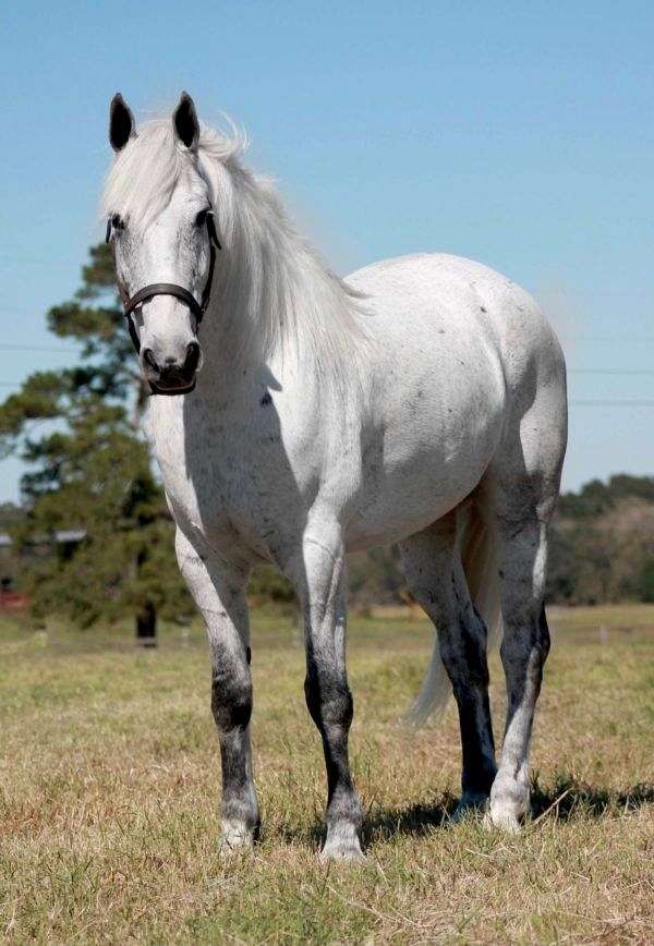 beginner-friesian-horse