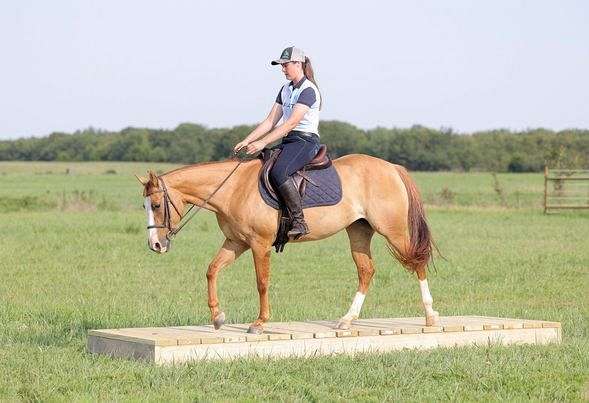 barrel-quarter-horse