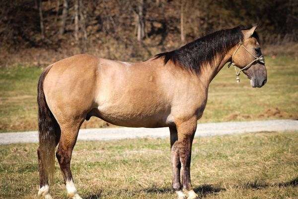 all-around-draft-horse