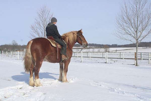 red-dun-white-strip-legs-horse