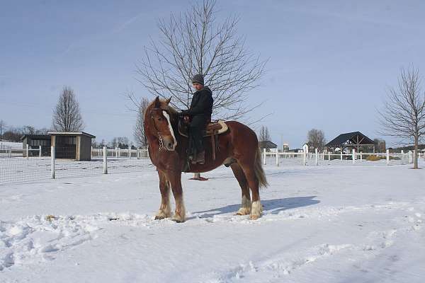 all-around-draft-horse