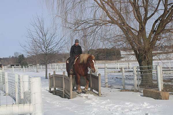 athletic-draft-horse