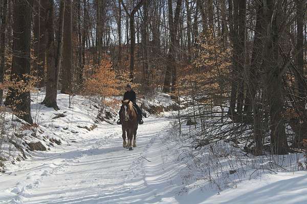 draft-horse