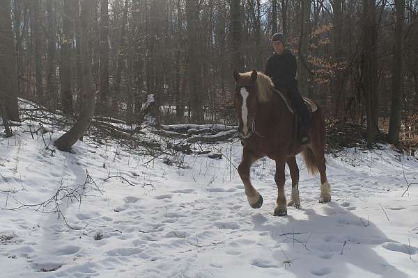 husband-safe-draft-horse