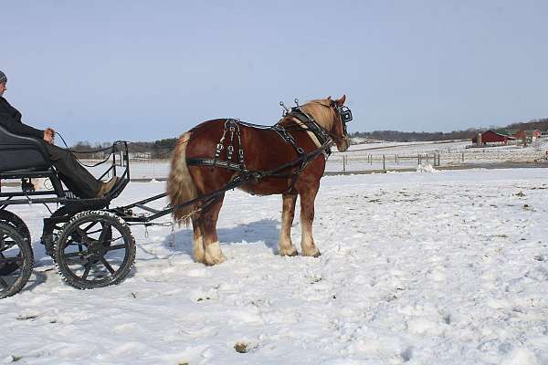 mounted-patrol-draft-horse