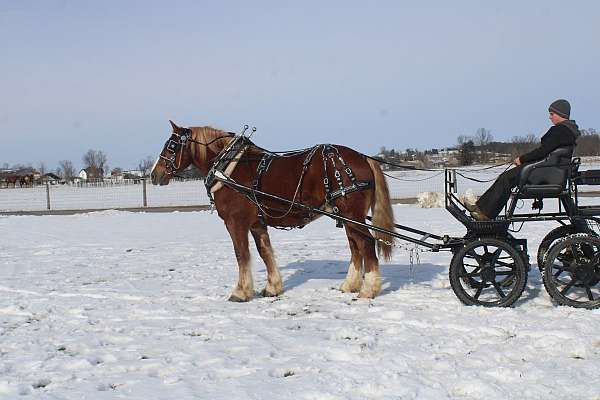 parade-draft-horse