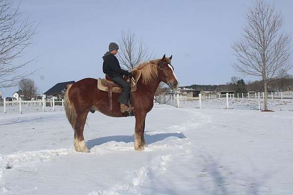 athletic-draft-horse