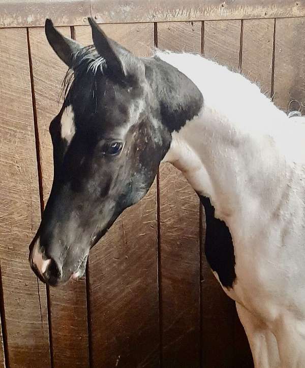 half-arabian-mare