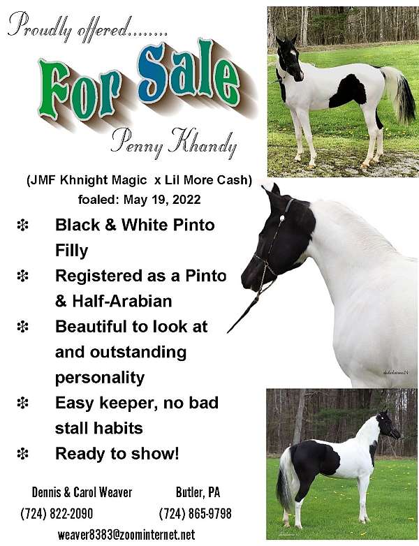 half-arabian-horse-for-sale