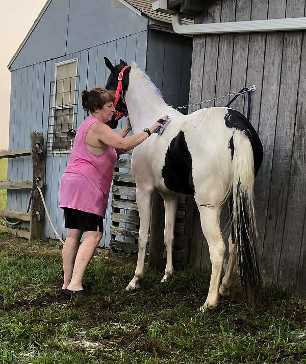 double-registered-arabian-horse