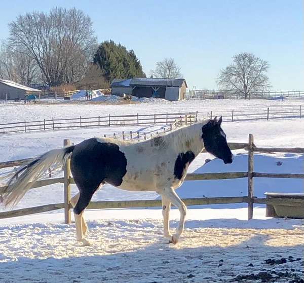 double-registered-half-arabian-horse