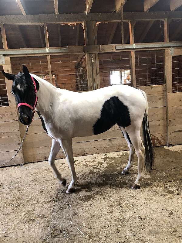 double-registered-pinto-horse