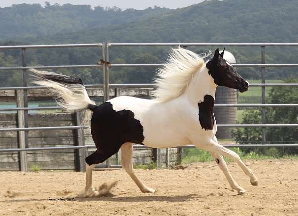 double-half-arabian-horse