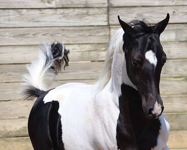 partner-half-arabian-horse