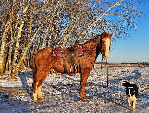 roan-horse