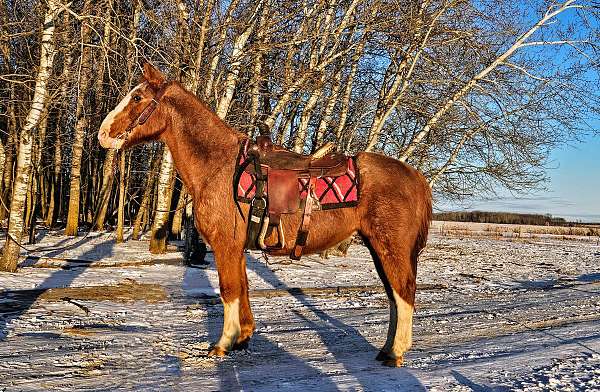 red-roan-horse