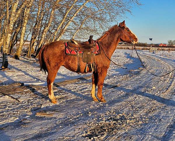 all-around-quarter-horse