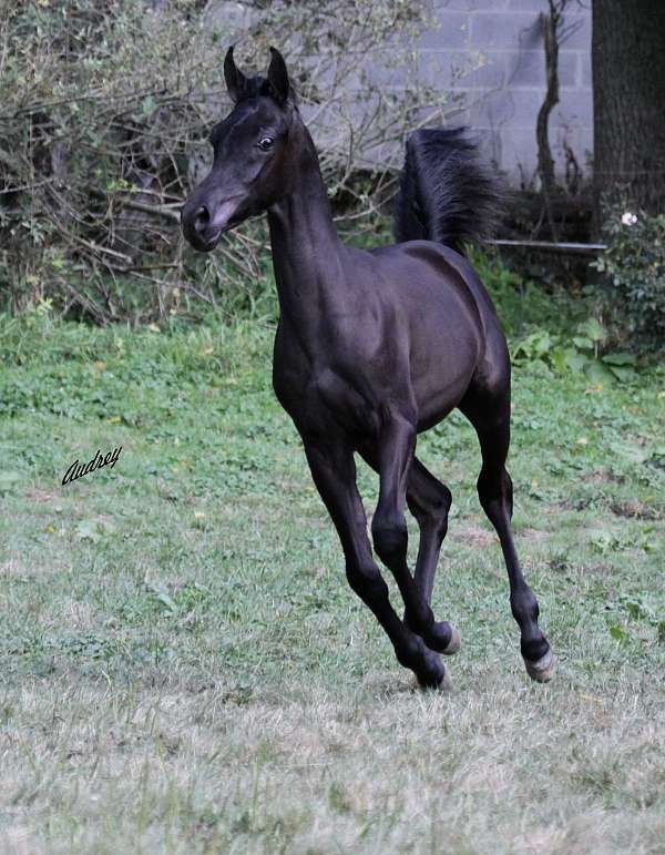 arabian-horse-for-sale-colt