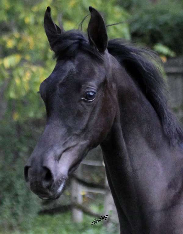 black-stallion-arabian-horse