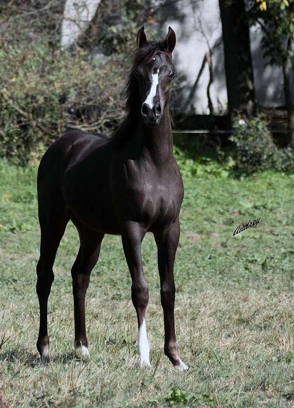 straight-egyptian-arabian-gelding