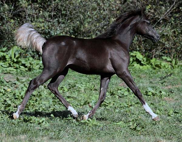 black-straight-egyptian-stallion