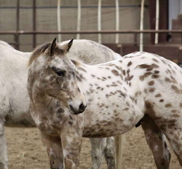 buckskin-appaloosa-weanling