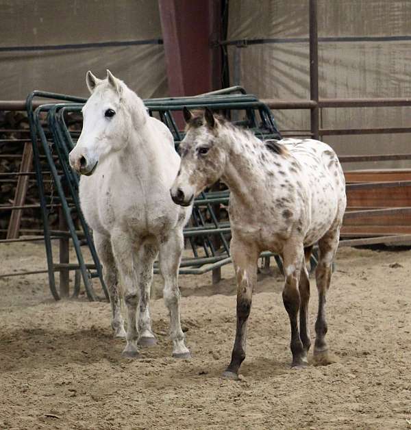 buckskin-aphc-weanling