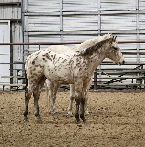 aphc-weanling