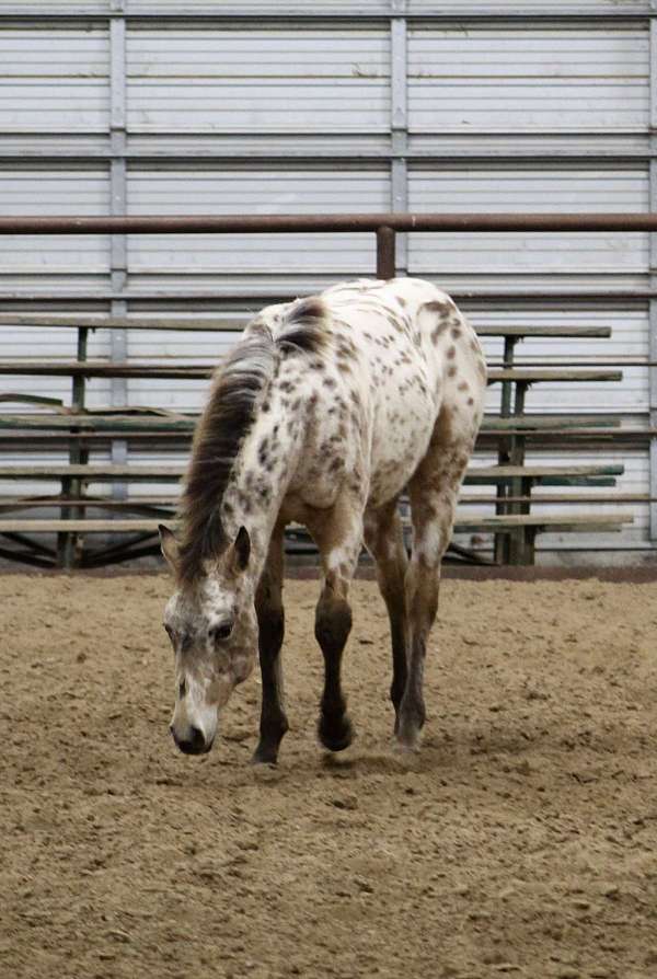 14-hand-appaloosa-weanling